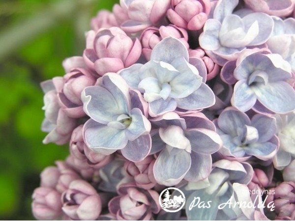 Alyva paprastoji ,Michel Buchner' (lot. Syringa vulgaris) Alyva paprastoji ,Michel Buchner' (lot. Syringa vulgaris)